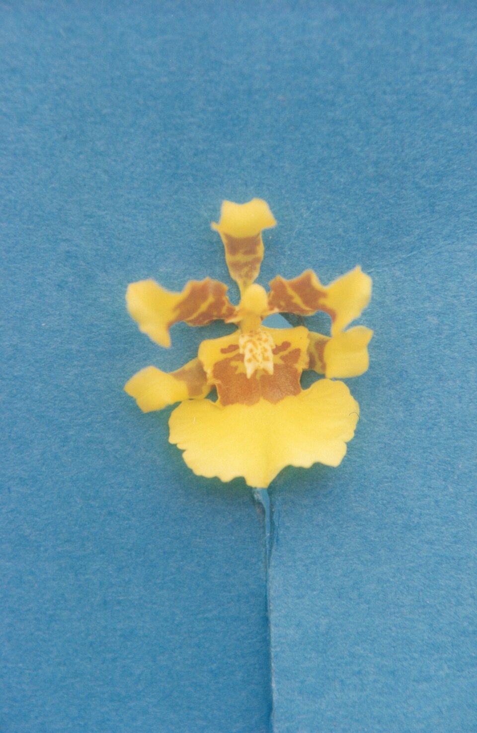Oncidium sphacelatum (Spider Orchid Bush) (alternate view 8)