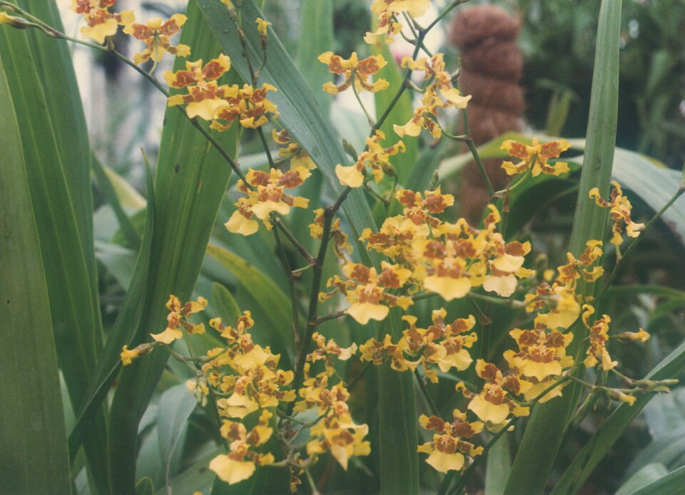 Oncidium sphacelatum (Spider Orchid Bush) (alternate view 9)