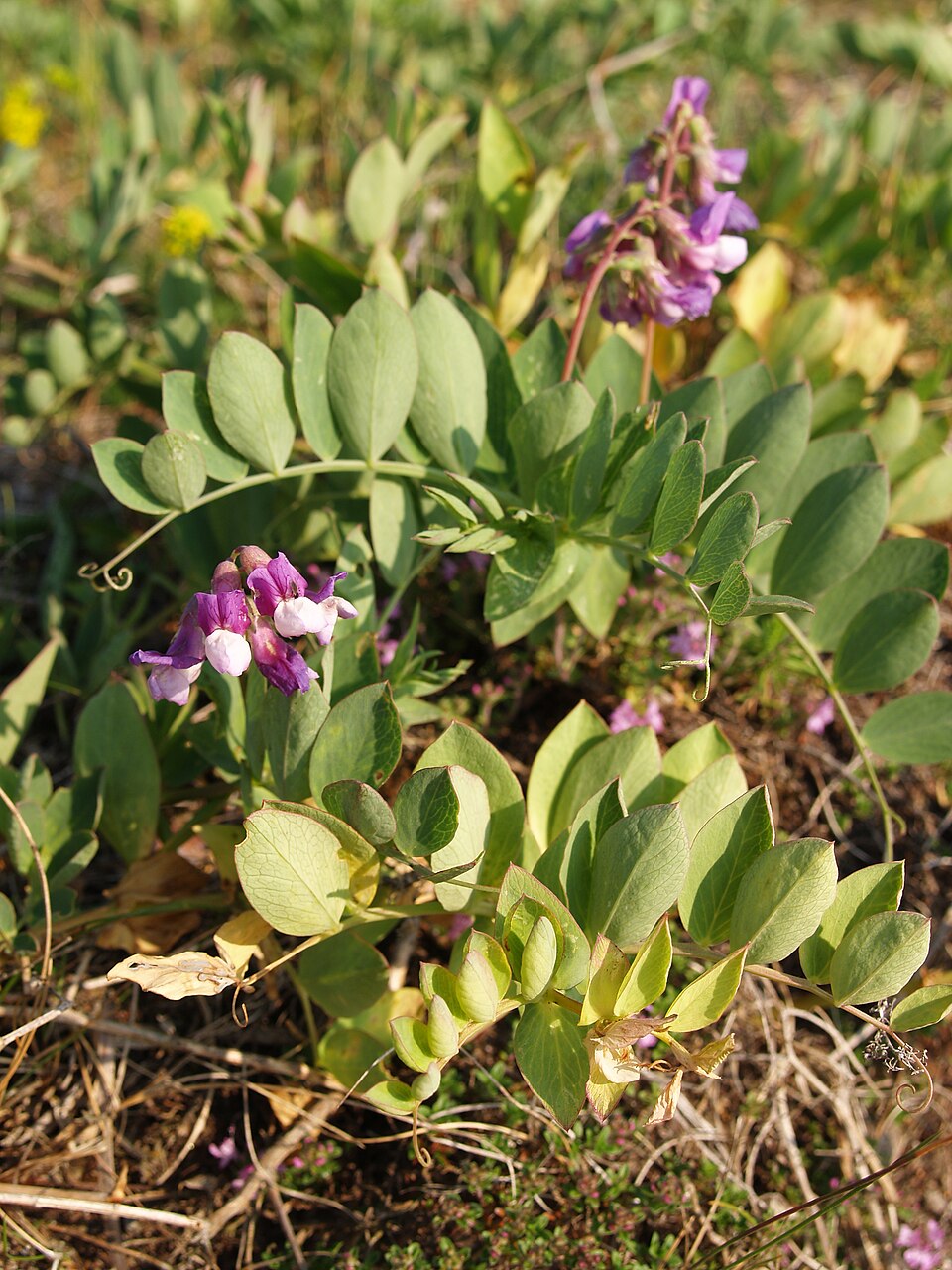 Lathyrus japonicus (seaside pea) (alternate view 5)