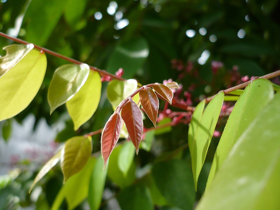 Averrhoa carambola (Star Fruit Carambola) (alternate view 6)