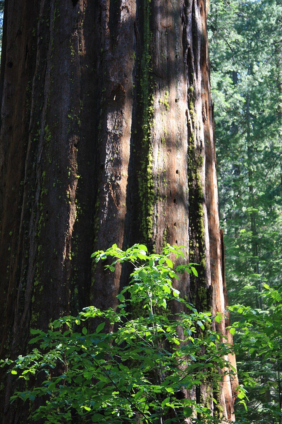 Sequoiadendron giganteum (giant sequoia) (alternate view 13)