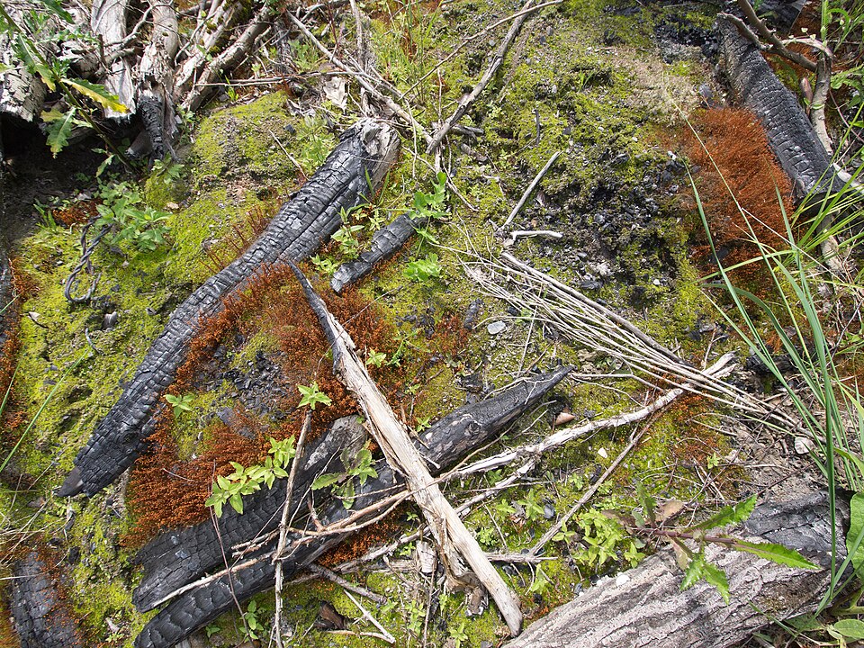 Funaria hygrometrica (Bonfire moss)