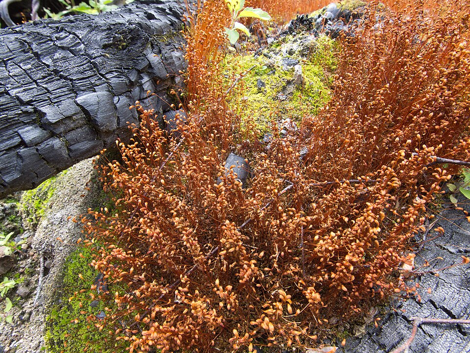 Funaria hygrometrica (Bonfire moss)
