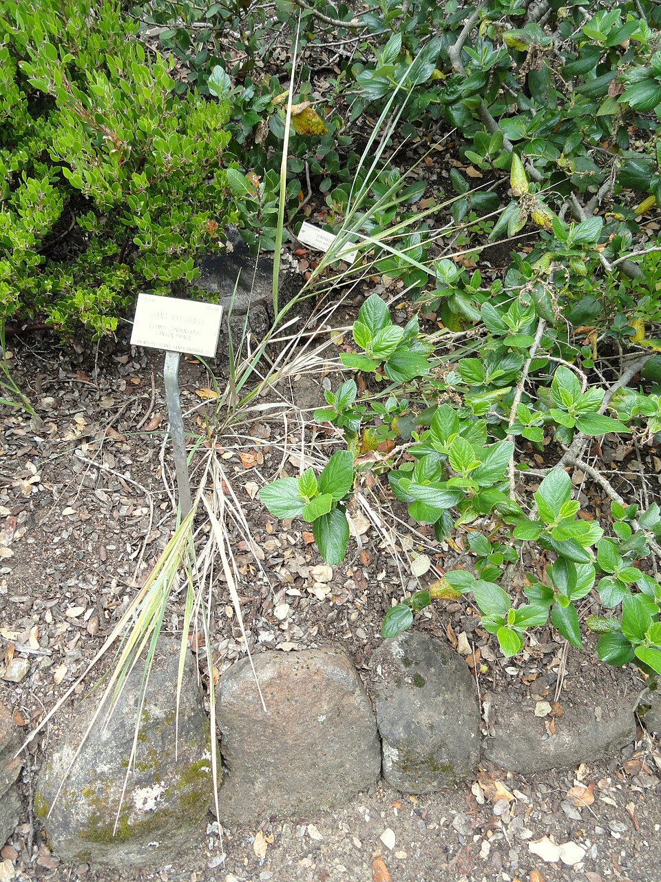 Leymus condensatus (giant wild rye) (alternate view 9)