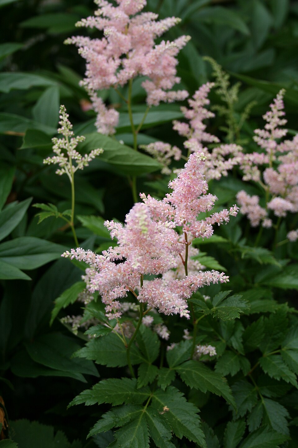 Astilbe japonica 'Europa'