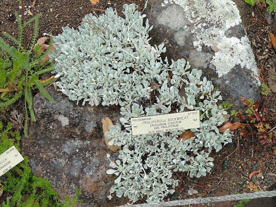 Eriogonum strictum (Strict Buckwheat) (alternate view 8)