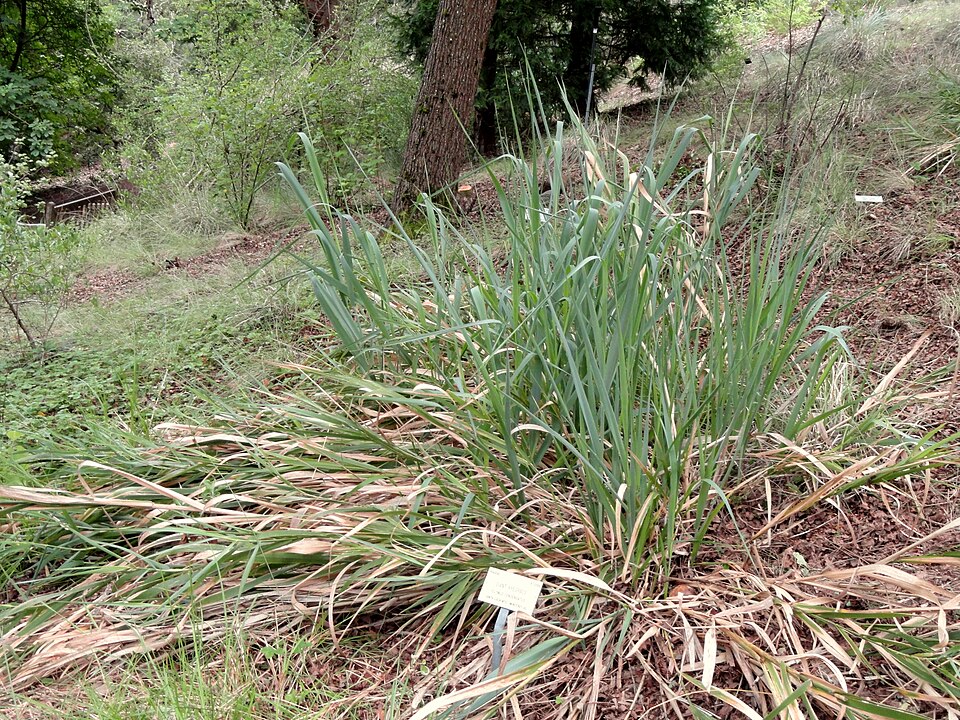 Leymus condensatus (giant wild rye) (alternate view 10)