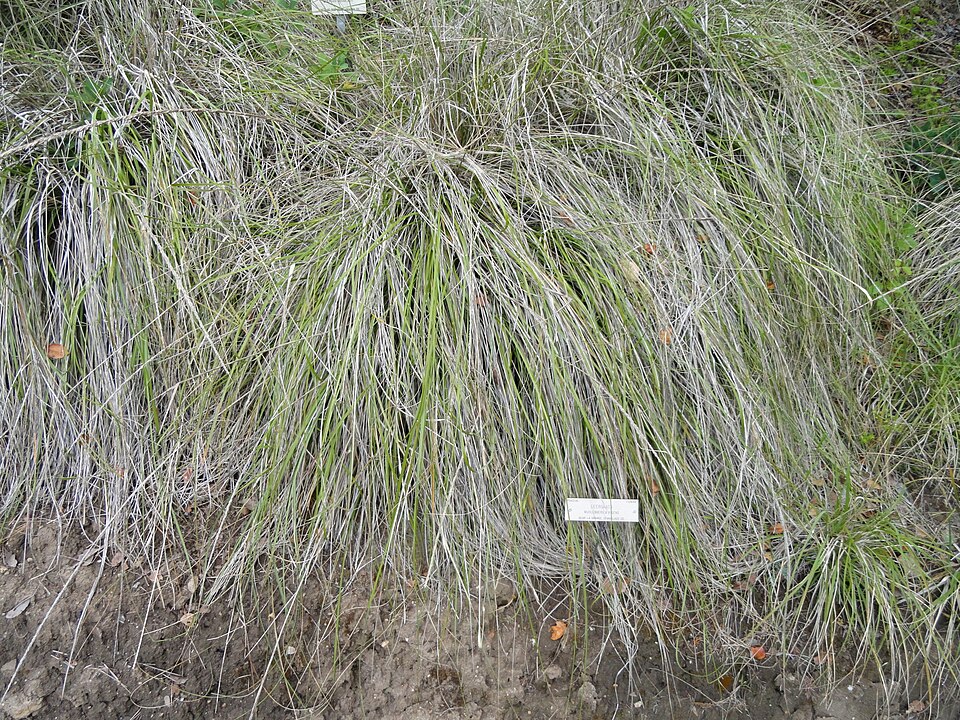 Muhlenbergia rigens (deergrass) (alternate view 5)