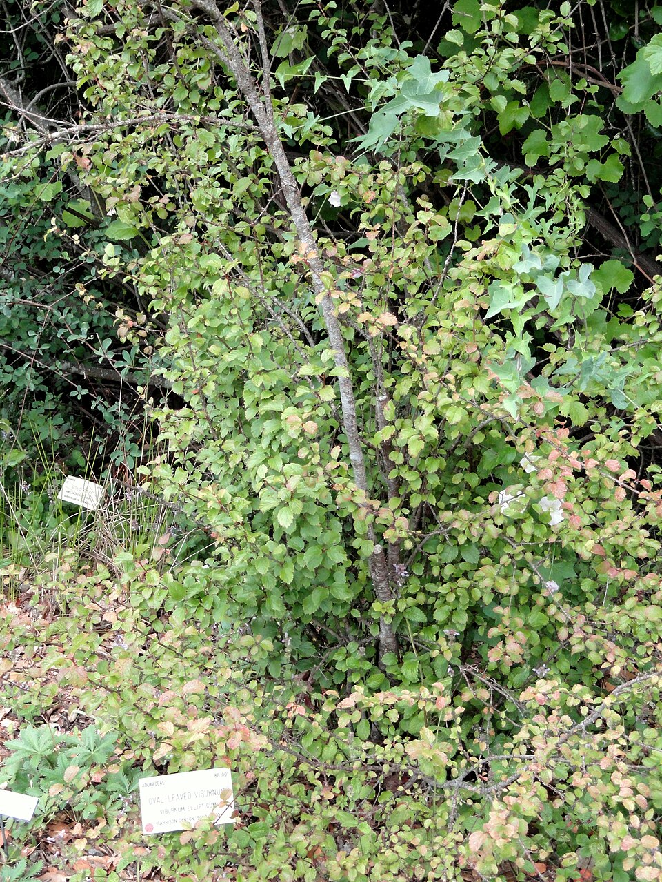 Viburnum ellipticum (Oval-leaf Viburnum) (alternate view 8)