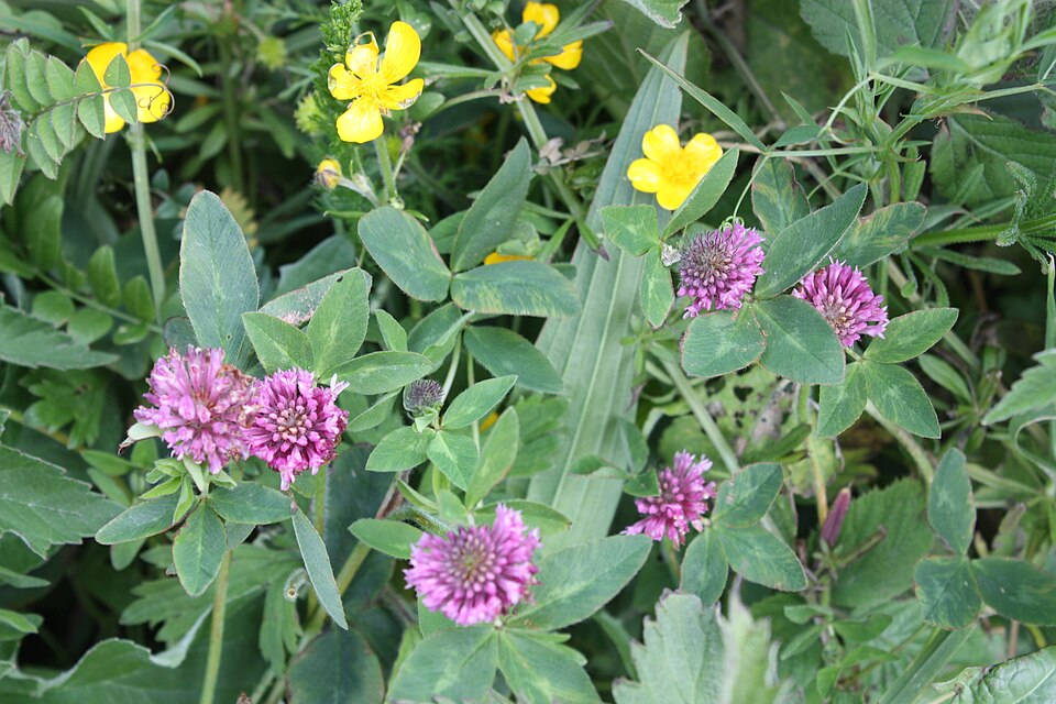 Trifolium pratense (red clover) (alternate view 9)