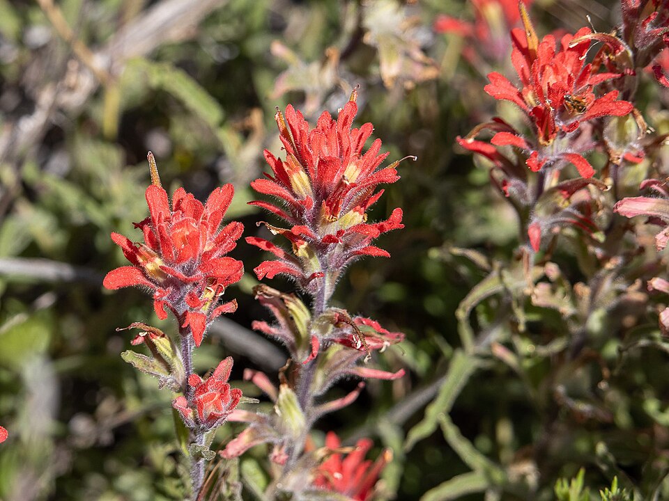 Castilleja (Paintbrushes) (alternate view 3)