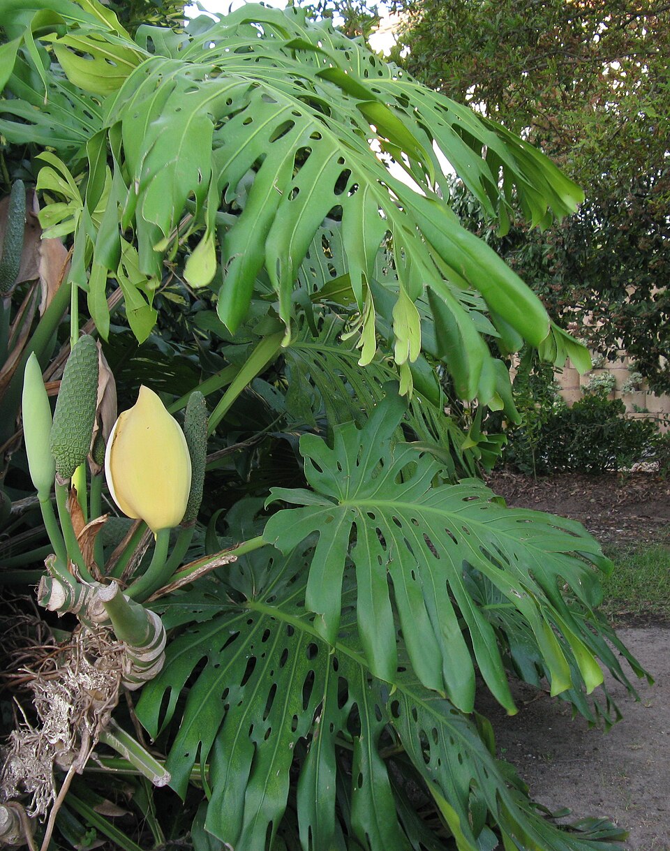 Monstera deliciosa (Swiss Cheese Plant) (alternate view 9)