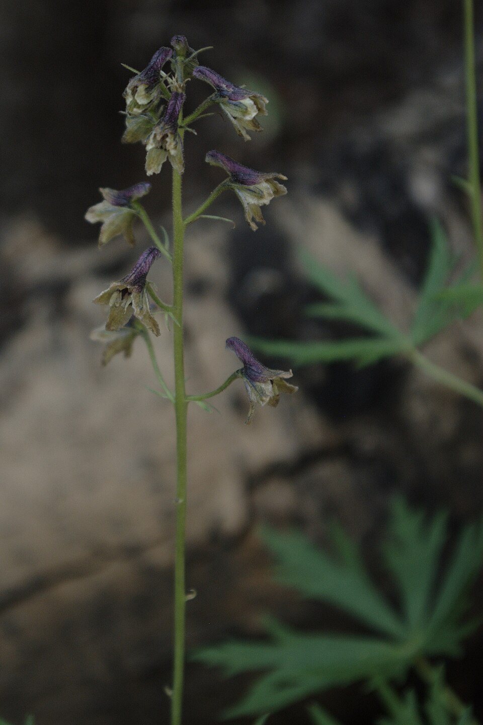 Delphinium (larkspurs) (alternate view 6)