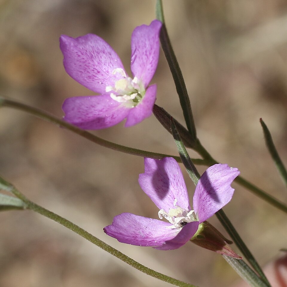 Clarkia (Clarkias)