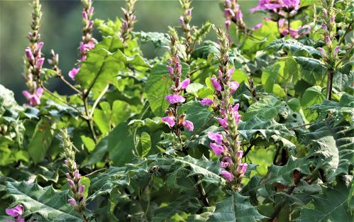 Acanthus (Acanthus) (alternate view 3)