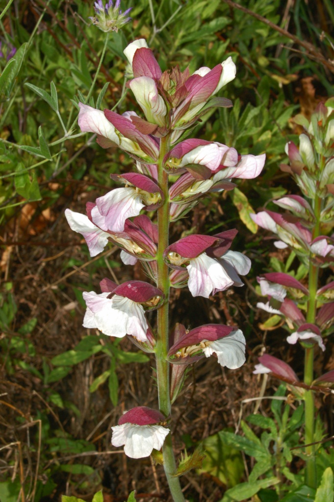 Acanthus mollis (bear's breech)