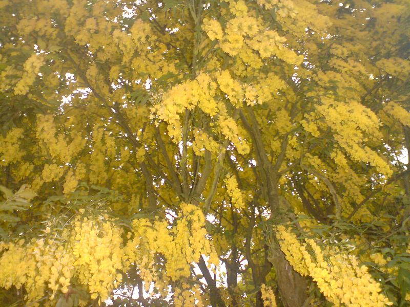 Laburnum anagyroides (golden chain tree) (alternate view 9)