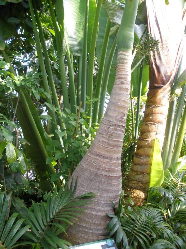 Hyophorbe lagenicaulis (Bottle Palm) (alternate view 9)