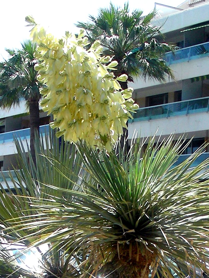 Yucca rostrata, Beaked yucca — upright evergreen (Asparagaceae) (image 1 of 10)