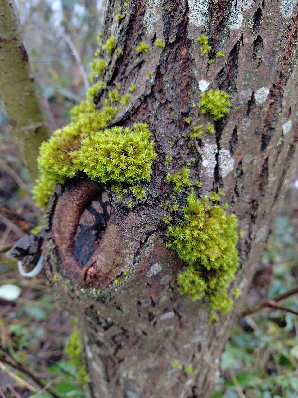 Orthotrichum (Bristle mosses) (alternate view 5)