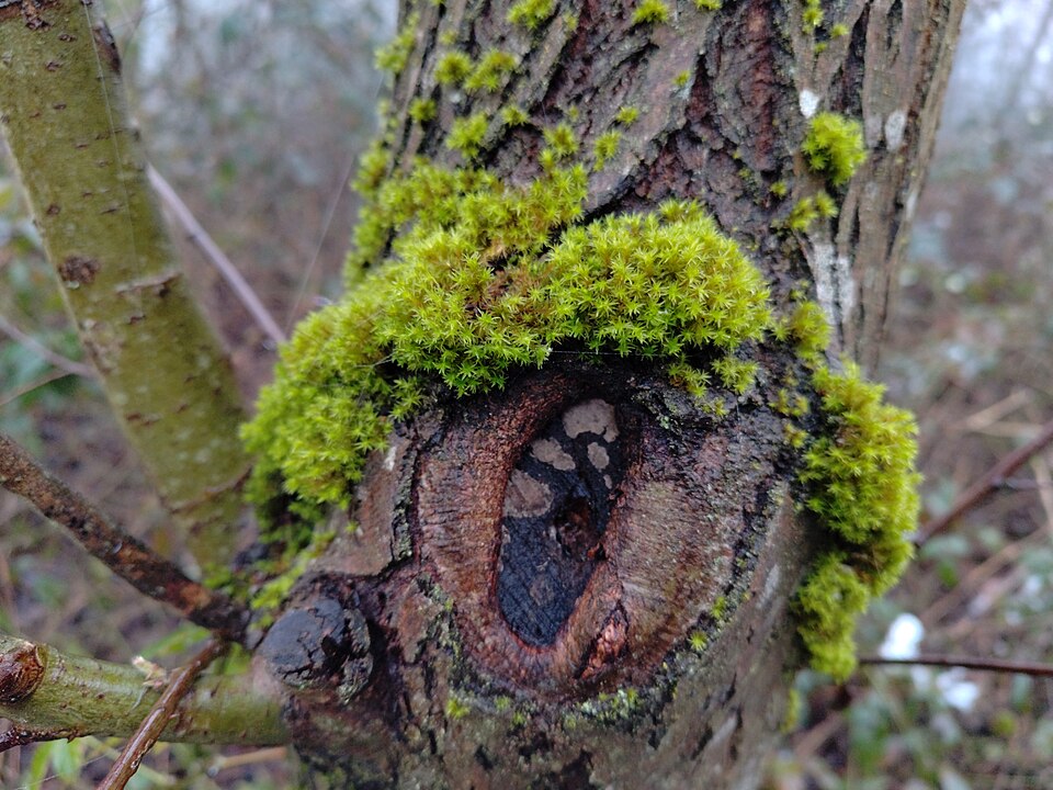 Orthotrichum (Bristle mosses) (alternate view 6)