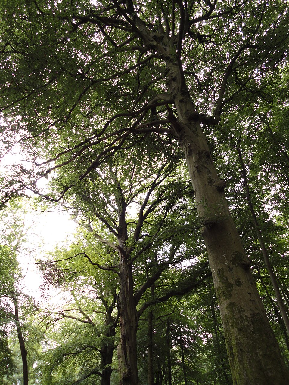 Fagus sylvatica (European beech) (alternate view 9)