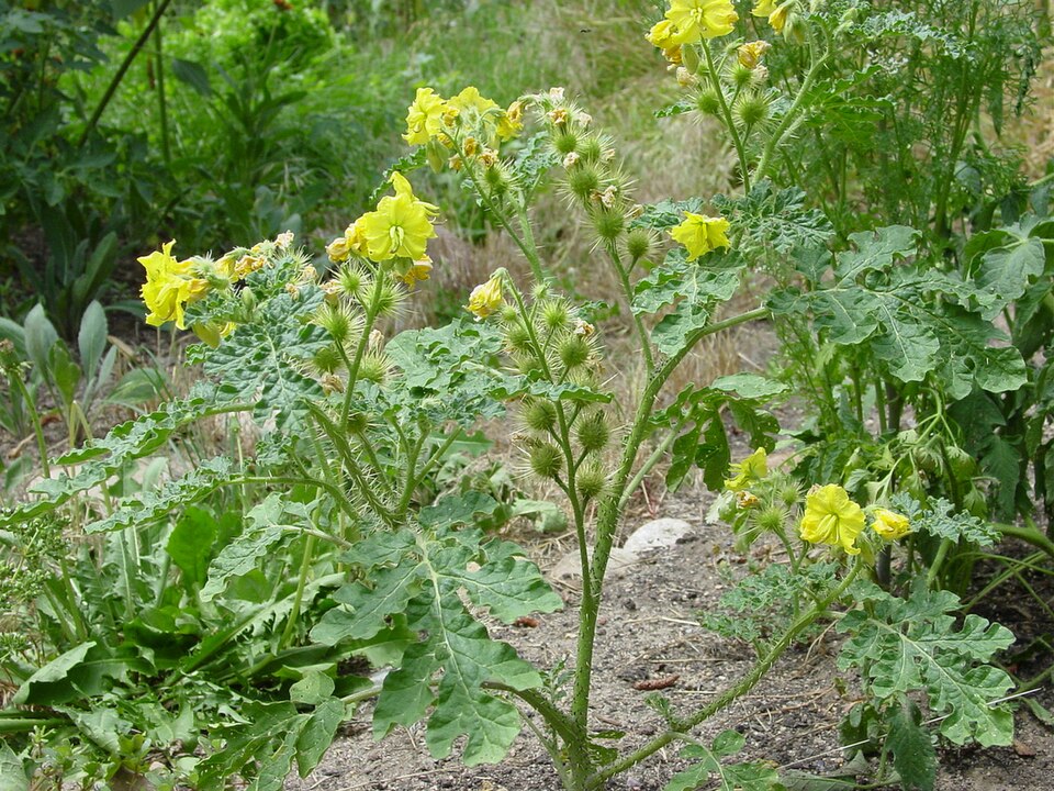Solanum rostratum (buffalobur) (alternate view 9)
