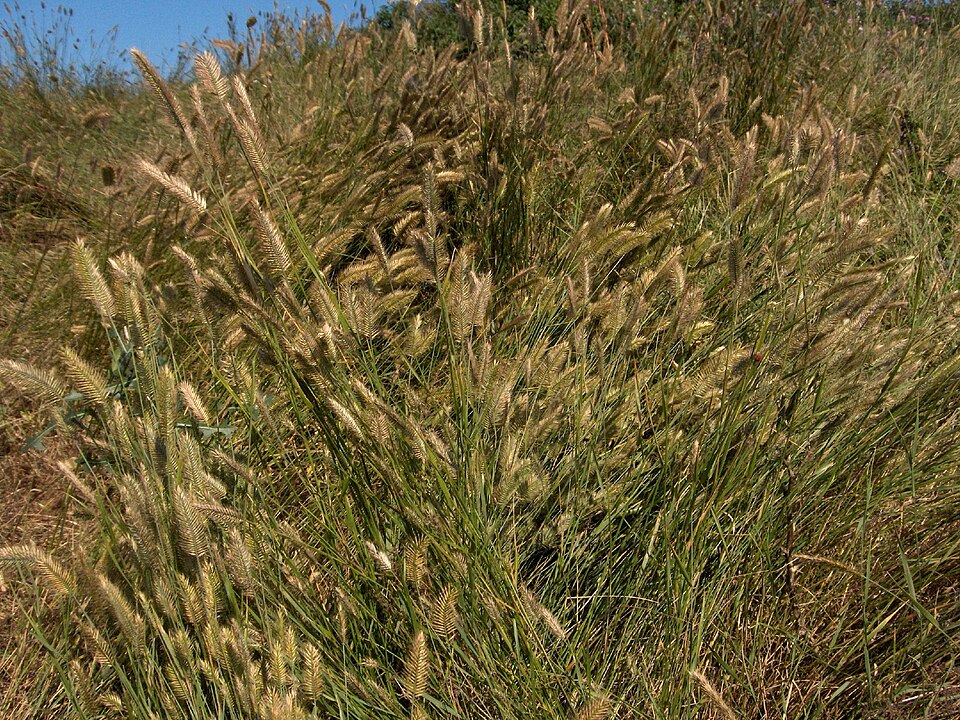 Agropyron cristatum (Crested Wheatgrass) (alternate view 8)