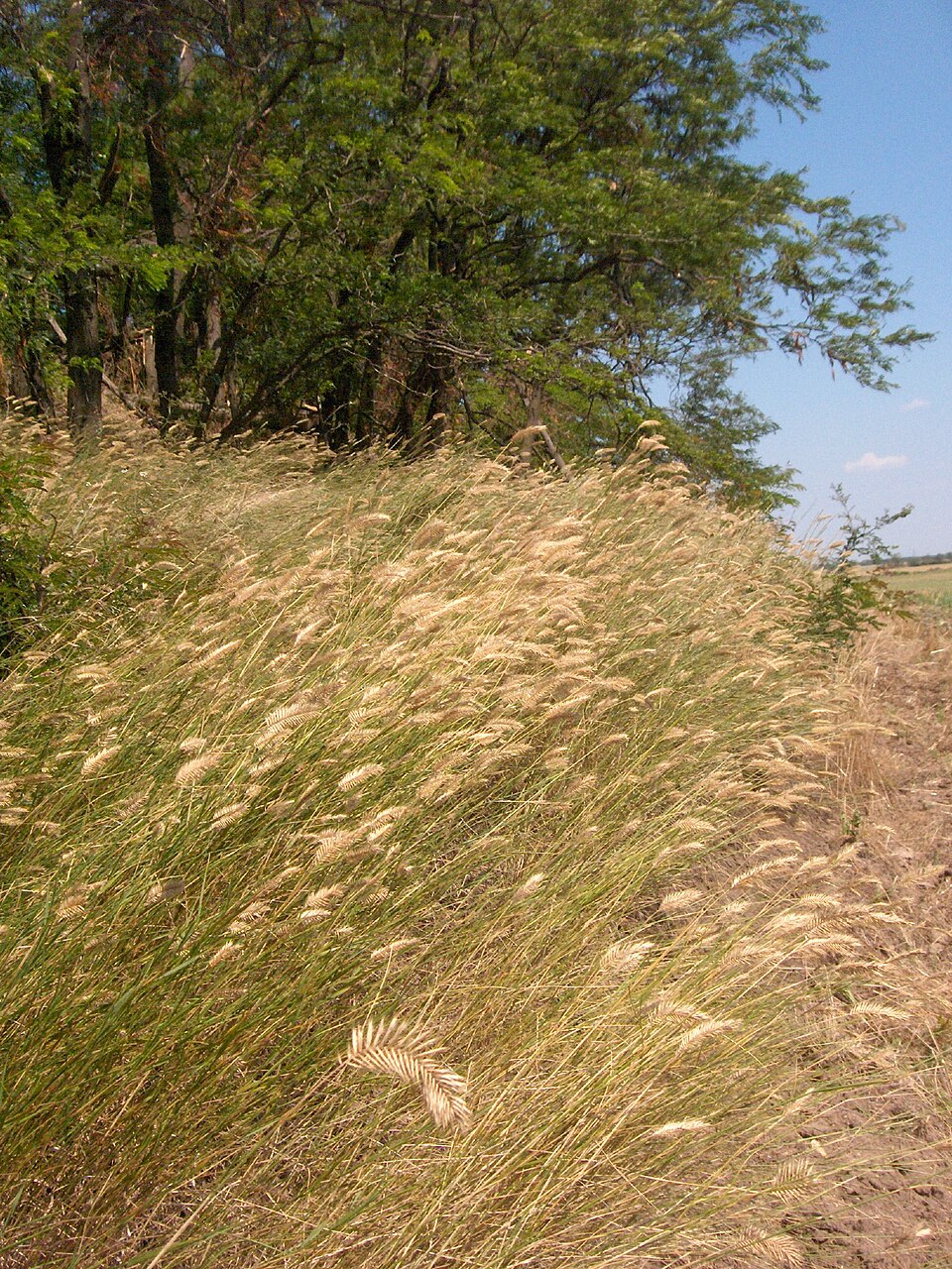 Agropyron cristatum (Crested Wheatgrass) (alternate view 9)