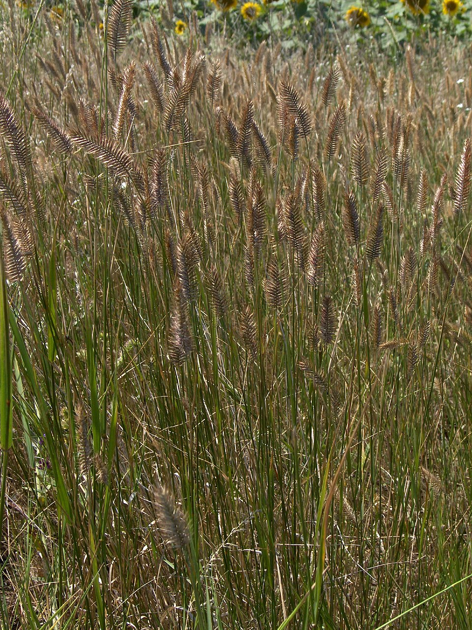 Agropyron cristatum (Crested Wheatgrass) (alternate view 10)