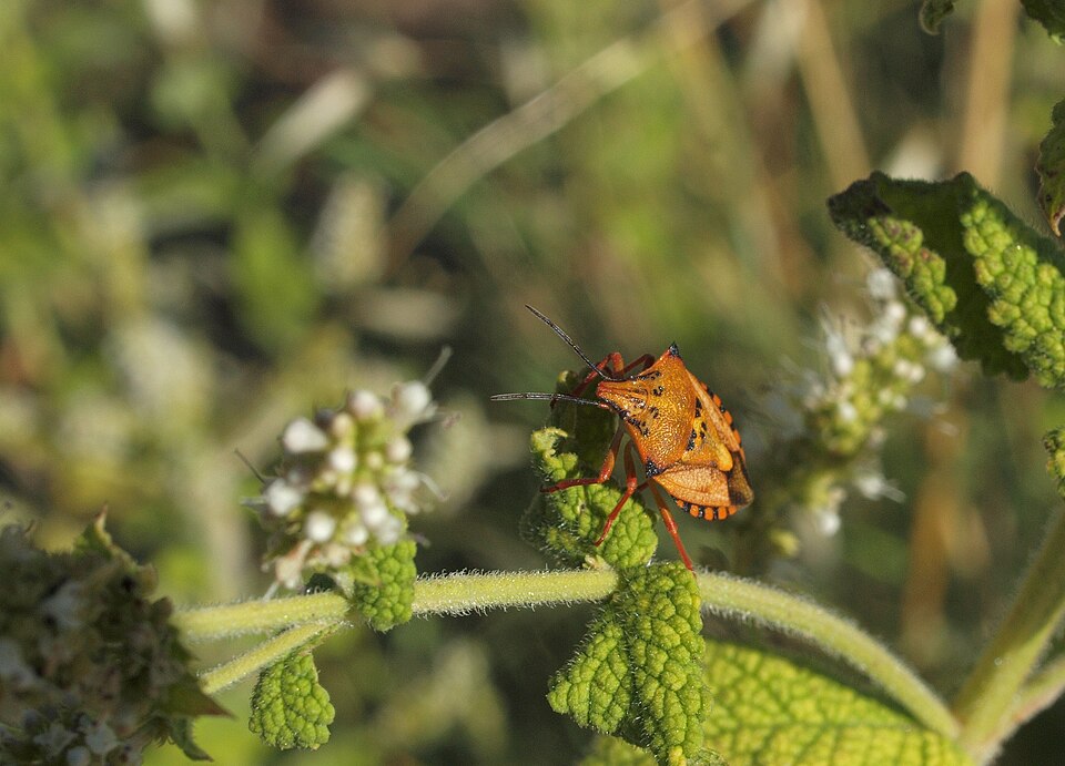 Mentha suaveolens (Apple Mint)