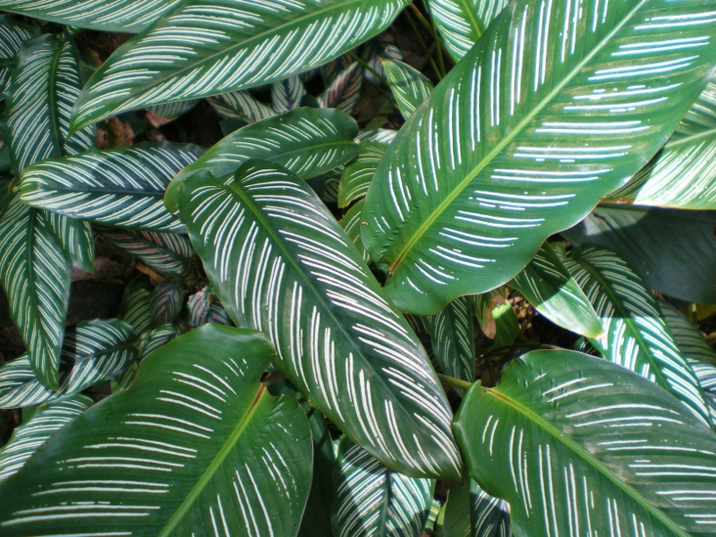 Goeppertia ornata (Pinstripe Calathea)