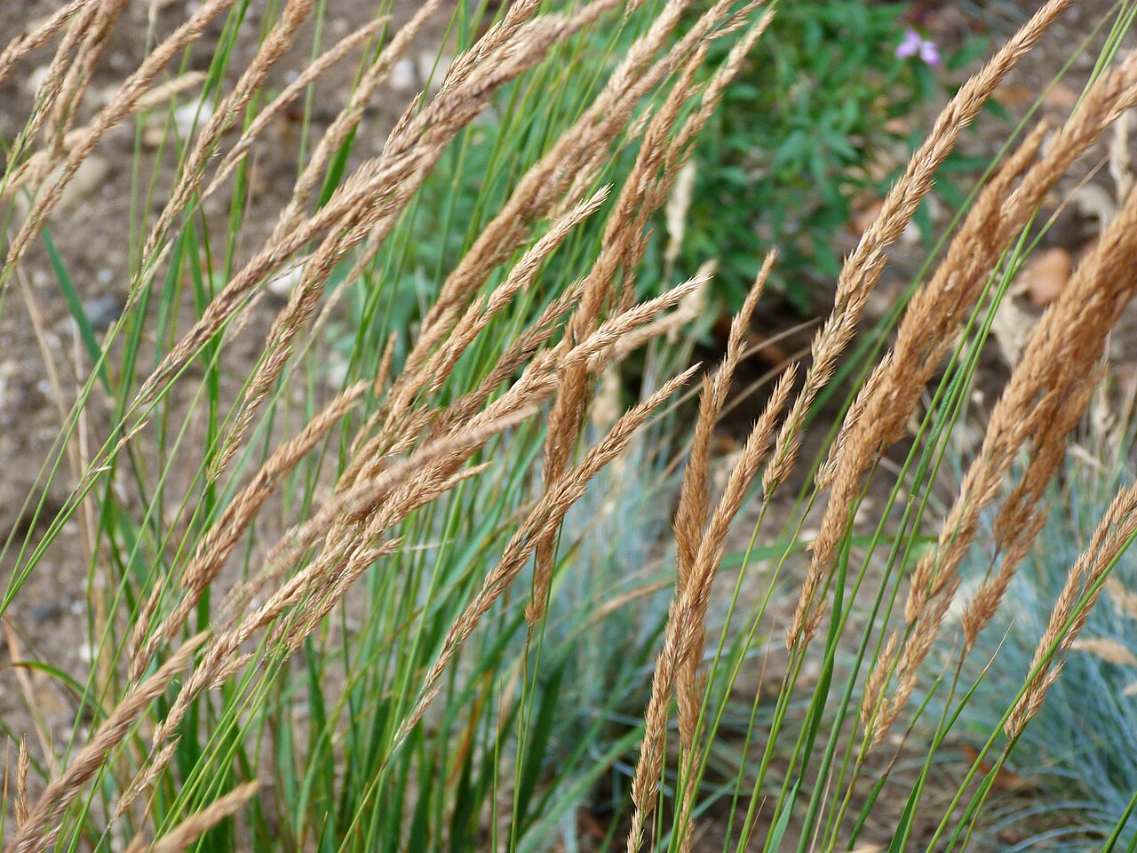 Calamagrostis acutiflora, Feather reed grass — clumping deciduous (Poaceae) (image 3 of 10)