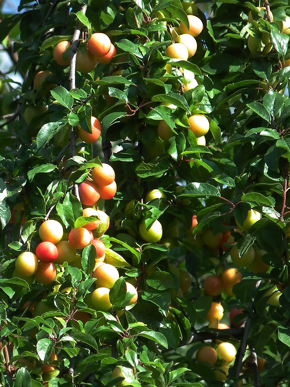 Prunus cerasifera (purple leaf plum, cherry plum) (alternate view 6)
