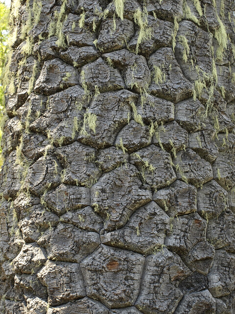 Araucaria araucana (Monkey Puzzle Tree) (alternate view 3)