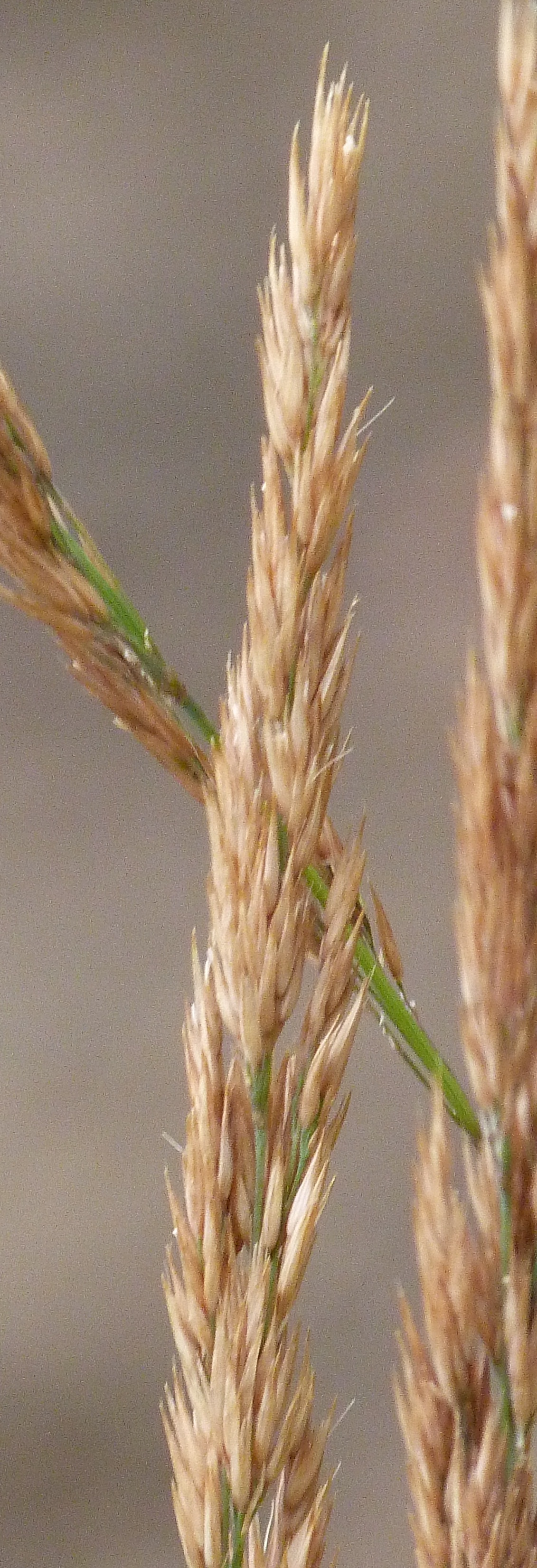 Calamagrostis acutiflora, Feather reed grass — clumping deciduous (Poaceae) (image 4 of 10)