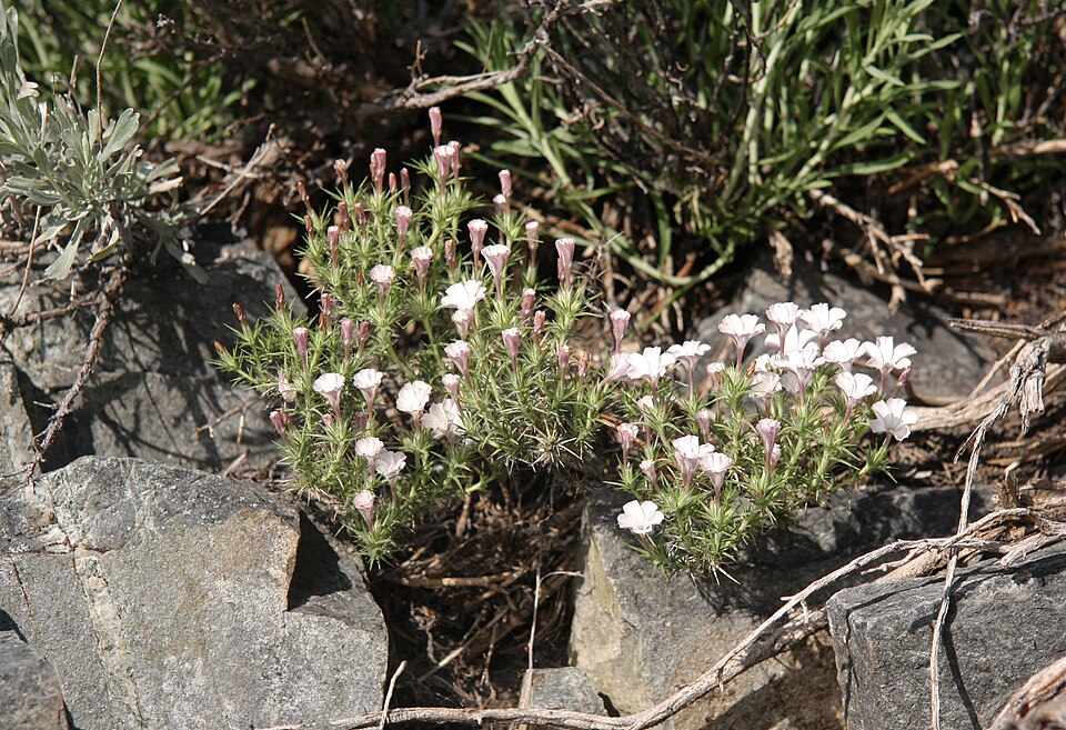 Linanthus pungens (Granite Prickly Phlox) (alternate view 4)