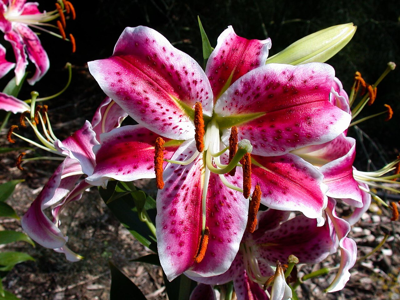 Lilium speciosum, Showy Japanese lily — upright deciduous (Liliaceae) (image 4 of 10)