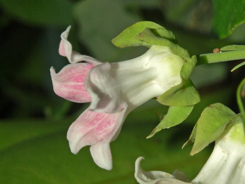 Araujia sericifera (Moth Vine) (alternate view 8)