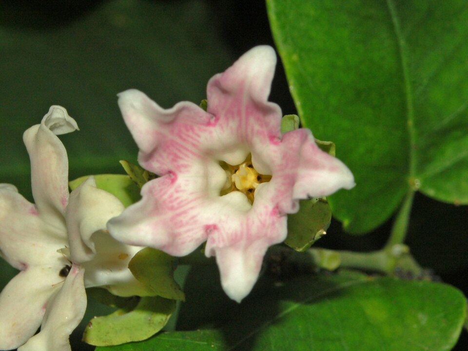 Araujia sericifera (Moth Vine) (alternate view 9)