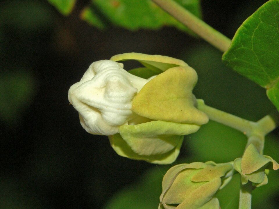 Araujia sericifera (Moth Vine) (alternate view 10)
