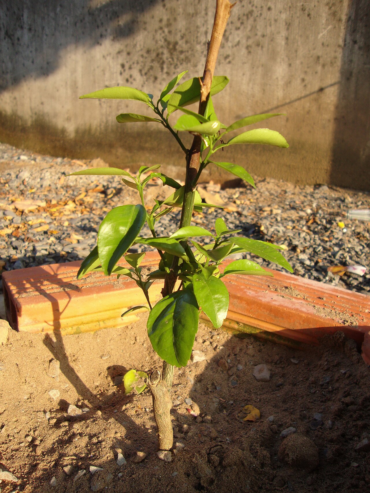 Citrus japonica, Kumquat — upright evergreen (Rutaceae) (image 6 of 7)