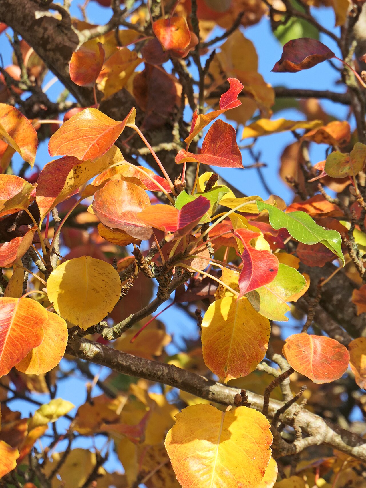 Pyrus calleryana 'Chanticleer', Callery pear 'Chanticleer' — upright deciduous (Rosaceae) (image 2 of 2)