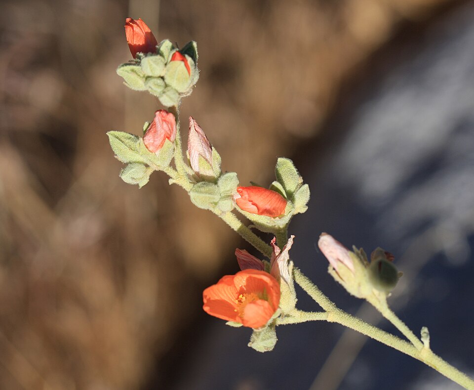 Sphaeralcea ambigua (apricot globemallow) (alternate view 5)