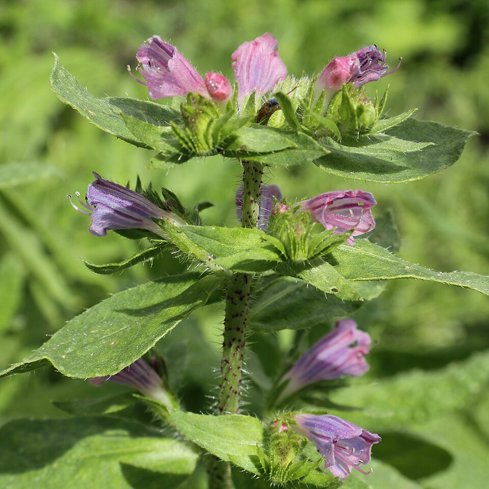 Echium (Viper's-buglosses) (alternate view 4)