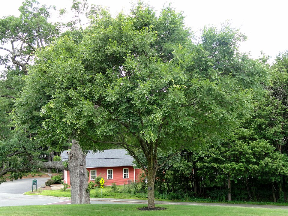 Ulmus parvifolia (Lacebark Chinese Elm Tree) (alternate view 12)