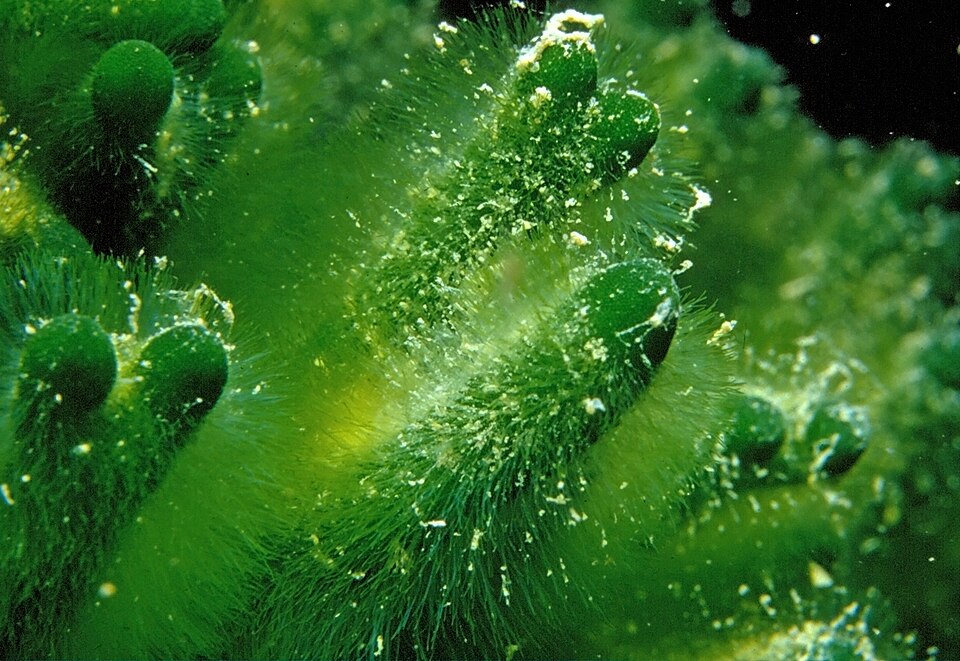 Codium fragile (Dead Man's Fingers) (alternate view 9)