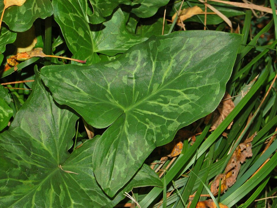 Arum italicum (lords and ladies) (alternate view 8)