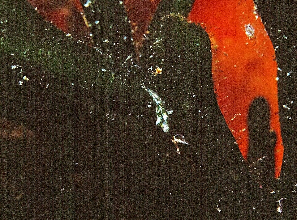 Codium fragile (Dead Man's Fingers) (alternate view 10)