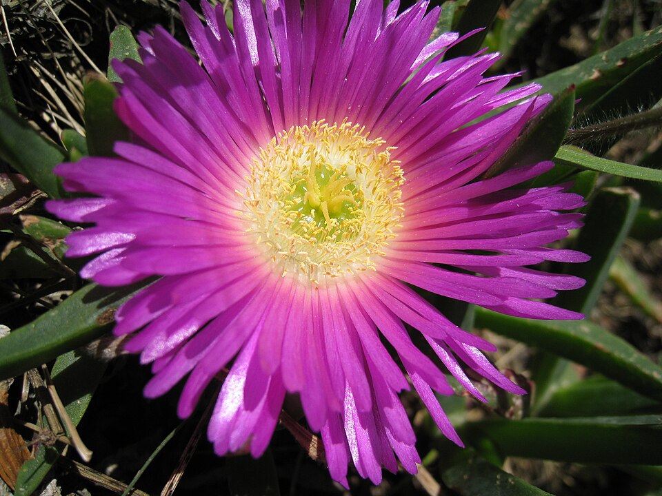 Carpobrotus rossii (Australian Pig Face) (alternate view 9)